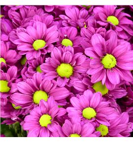 Cr santini jombe purple 55 - CRSJOMPUR