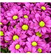 Cr santini jombe purple 55 - CRSJOMPUR1
