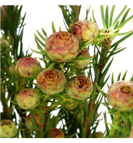 Kaaps jubile crown 70 - KAAJUBCRO