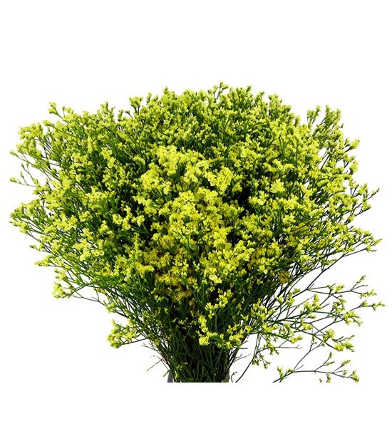 Limonium china lemon 80 - LIMPINDIA