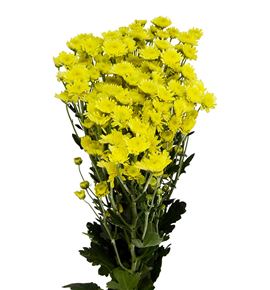 Marg hol stalion yellow - MSTAAMA