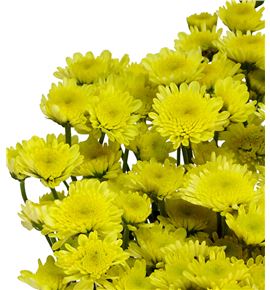 Marg hol stalion yellow - MSTAAMA