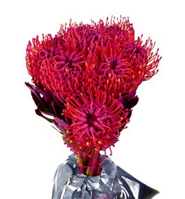 Nutan tintada fucsia 50 x5 - NUTTINFUC