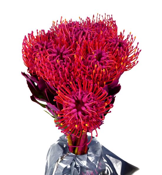 Nutan tintada fucsia 50 x5 - NUTTINFUC