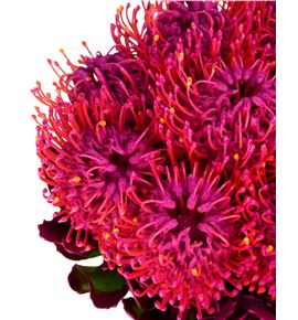 Nutan tintada fucsia 50 x5 - NUTTINFUC