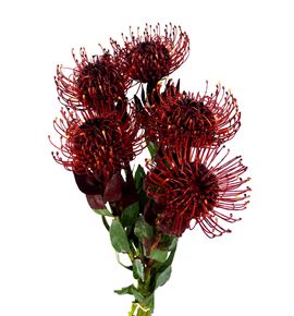 Nutan tintada granate 50 x5 - NUTTINGRA