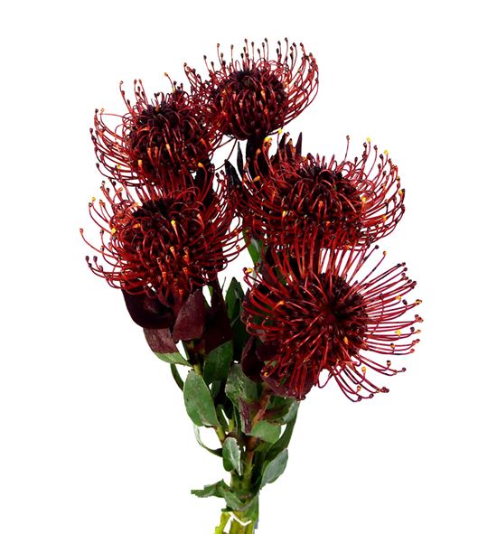 Nutan tintada granate 50 x5 - NUTTINGRA