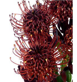 Nutan tintada granate 50 x5 - NUTTINGRA