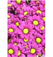 Cr santini jombe purple 55 - CRSJOMPUR2