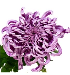 Cr vienna 80 - CRGVIE