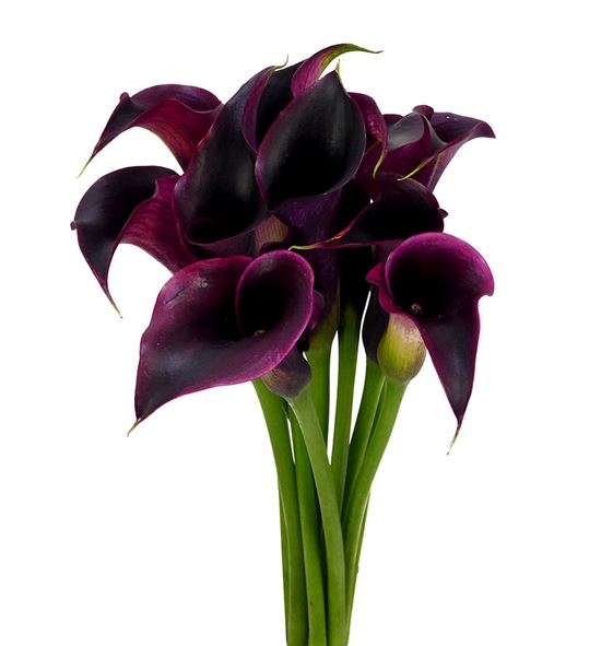 Cala rudolph 60 - ZANRUD