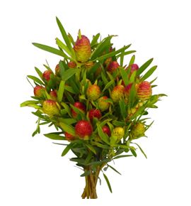 Kaaps cherry pearl 40 - KAACHEPEA