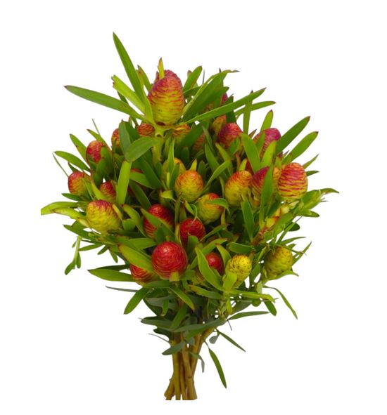 Kaaps cherry pearl 40 - KAACHEPEA