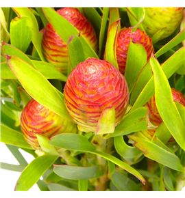 Kaaps cherry pearl 40 - KAACHEPEA