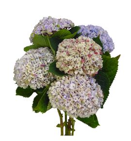 Hydr select mixto 60 - HYDSLCMIX