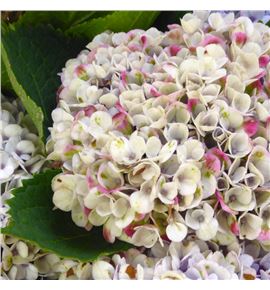 Hydr select mixto 60 - HYDSLCMIX