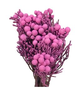 Brunia silver rose 50 - BRUSILROS