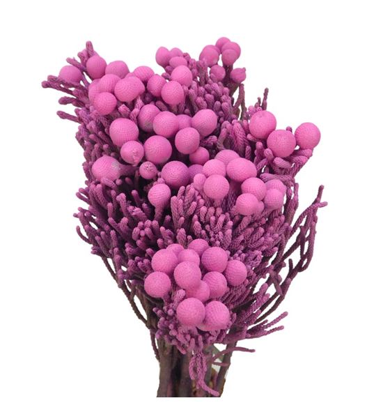 Brunia silver rose 50 - BRUSILROS