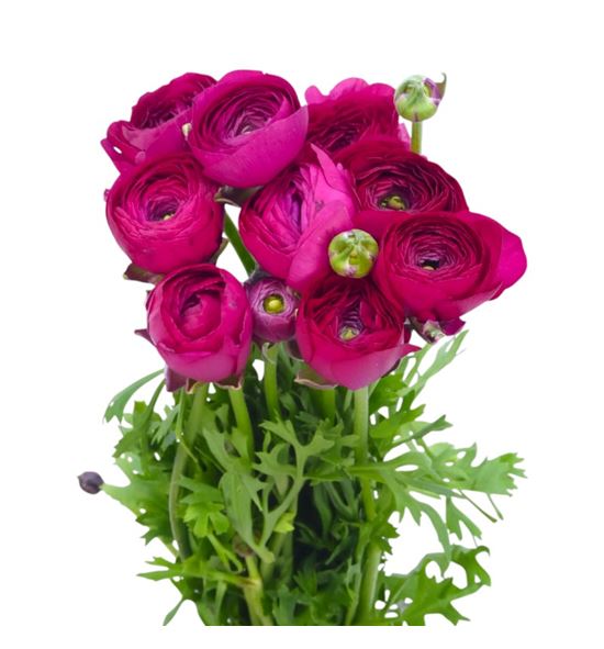 Ranunculo cloni bolero 45 - RANCLOBOL