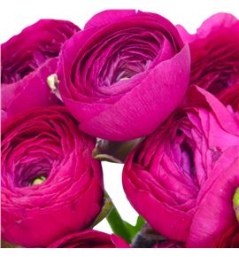 Ranunculo cloni bolero 45 - RANCLOBOL