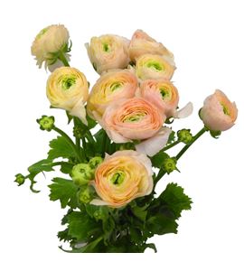 Ranunculo cloni pastello succes 45 - RANCLOPASSUC