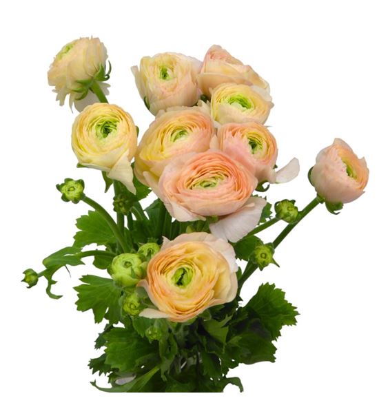 Ranunculo cloni pastello succes 45 - RANCLOPASSUC