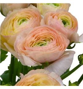 Ranunculo cloni pastello succes 45 - RANCLOPASSUC