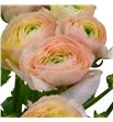 Ranunculo cloni pastello succes 45 - RANCLOPASSUC1
