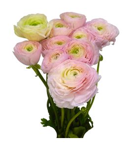 Ranunculo cloni rose 45 - RANCLOROS