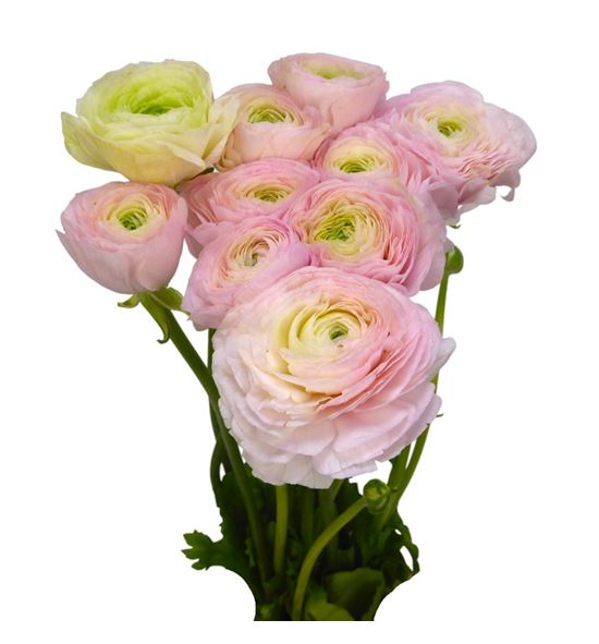 Ranunculo cloni rose 45 - RANCLOROS