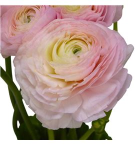 Ranunculo cloni rose 45 - RANCLOROS