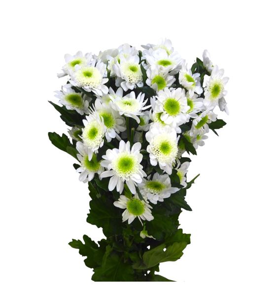 Marg hol. grecia - MHGREC