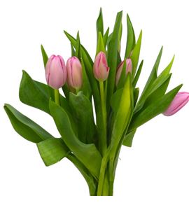 Tulipan hol sissi 42 - TULSIS