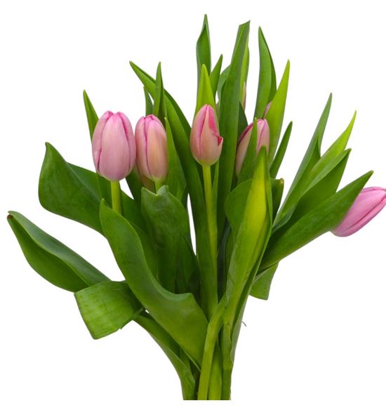 Tulipan hol sissi 42 - TULSIS