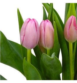 Tulipan hol sissi 42 - TULSIS