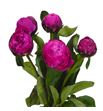 Paeonia red sar.bernard x5 50 - PAEREDSARBER