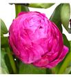 Paeonia red sar.bernard x5 50 - PAEREDSARBER1