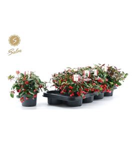 Pl. gaultheria big berry 25cm x8 - GAUBIGBER81225