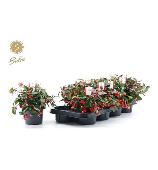 Pl. gaultheria big berry 25cm x8 - GAUBIGBER81225