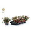 Pl. gaultheria big berry 25cm x8 - GAUBIGBER81225