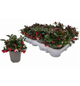 Pl. gaultheria procumbens 15cm x12 - GAUPRO12915