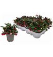 Pl. gaultheria procumbens 15cm x12 - GAUPRO12915