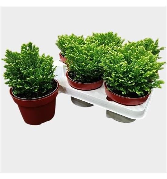 Pl. selaginella martensii jori 20cm x6 - SELMAR61220