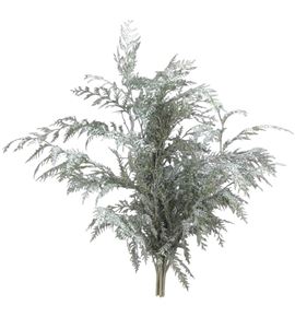 Tuya blanca nacional - TUYBLANAC