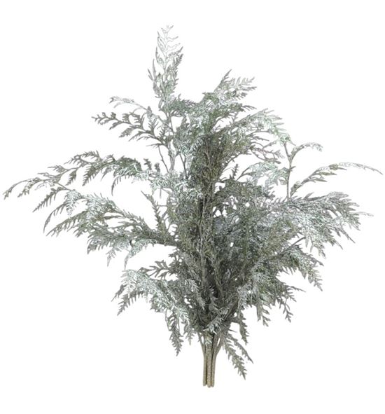 Tuya blanca nacional - TUYBLANAC