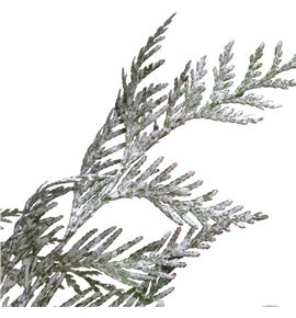 Tuya blanca nacional - TUYBLANAC