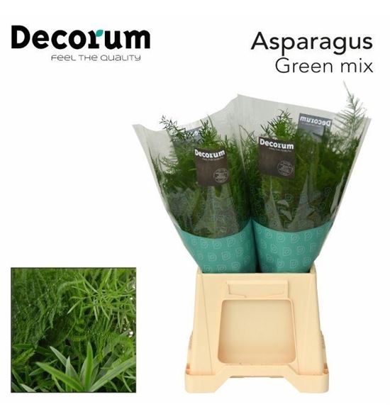 Esparraguera mixta 45 - ESPMIX