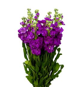 Matthiola iron pink 65 - MATIROROS