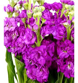 Matthiola iron pink 65 - MATIROROS