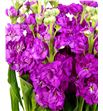 Matthiola iron pink 65 - MATIROROS1